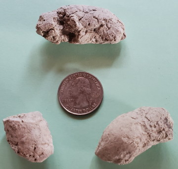 Mammal Coprolite